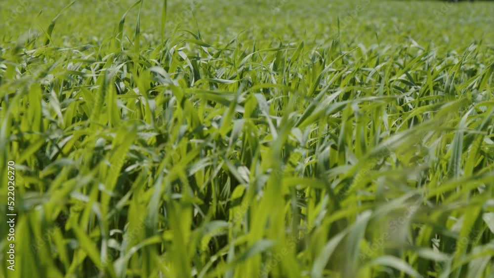 wheatfield with young crops in summer wheatfield with young crops in summer