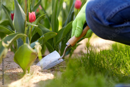 Fototapeta Naklejka Na Ścianę i Meble -  gardening and people concept - close up of man with pruner taking care of flowers at summer garden