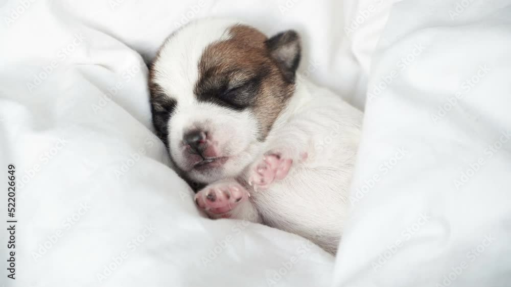 Newborn Puppy Sleeping on knitted plaid Newborn Puppy Sleeping on knitted plaid