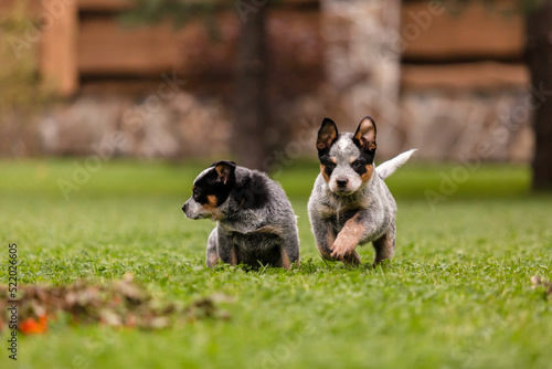 Australian cattle dog puppy outdoor. Blue heeler dog breed. Puppies on the backyard