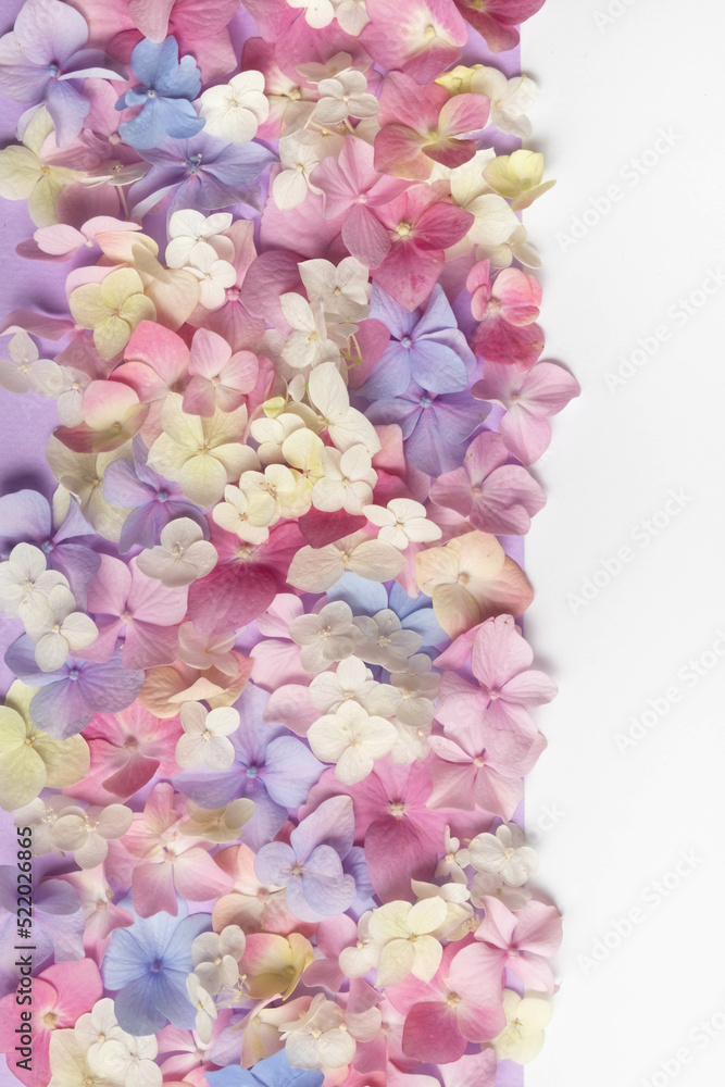 Festive floral background of hydrangea flowers on a white background. Top view, flat lay. Festive floral background of hydrangea flowers on a white background. Top view, flat lay.