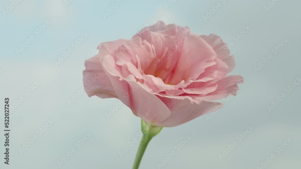 Pink lisianthus flower on a background of blue sky and clouds. Close-up Pink lisianthus flower on a background of blue sky and clouds. Close-up