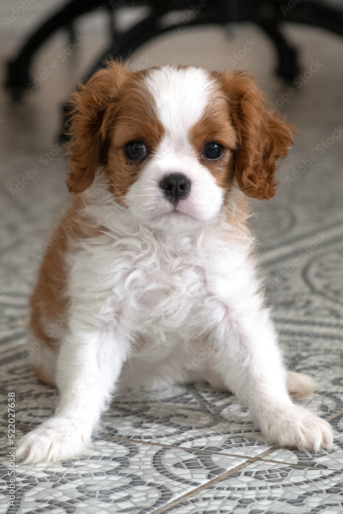 Cavalier King Charles Spaniel Blenheim. Close up portrait of Cute dog puppy.