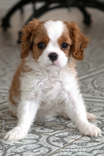 Cavalier King Charles Spaniel Blenheim. Close up portrait of Cute dog puppy. © Irina