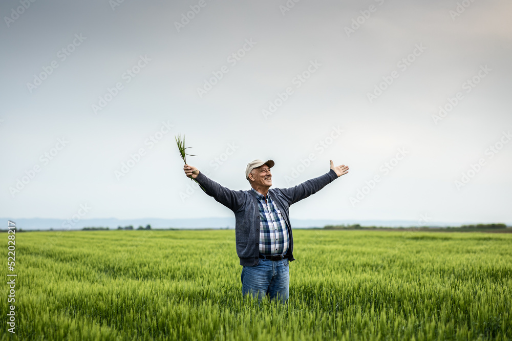 Portrait of senior farmer standing in barley field with his outstretched arms. Portrait of senior farmer standing in barley field with his outstretched arms.