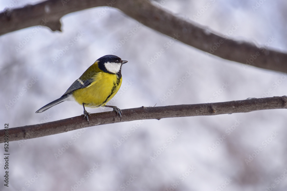 Little tit on a branch in winter forest Little tit on a branch in winter forest
