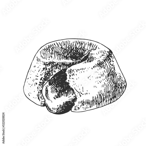 hand drawn vector fresh french fondant dessert
