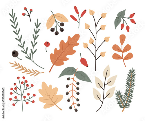 Autumn twigs  leaves and berries are a warm cute set. Oak  maple  currant  wild rose  bird cherry  spruce. Vector illustration of falling for design and decor.