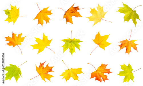 maple leaves collection isolated on white background