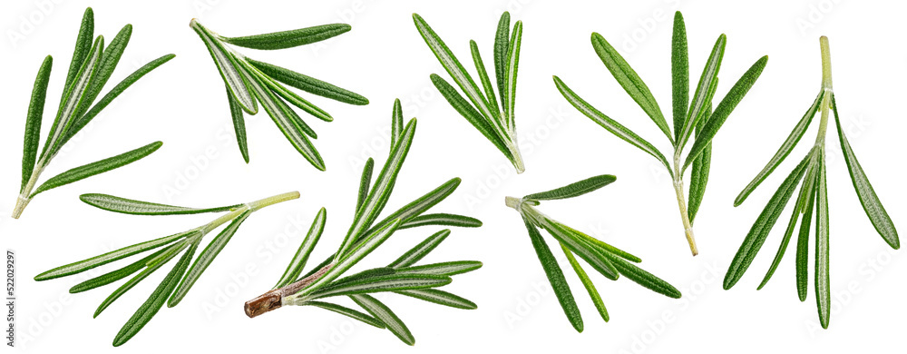 Naklejka premium Rosemary isolated on white background
