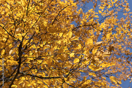 Autumn Fall colorful yellow tree leaves against blue sky