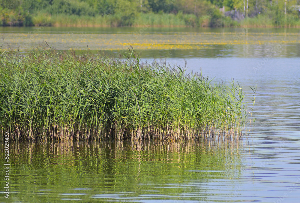 River grass on a quiet summer day River grass on a quiet summer day