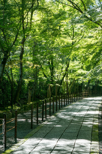 京都 夏の光明寺の緑あふれる参道