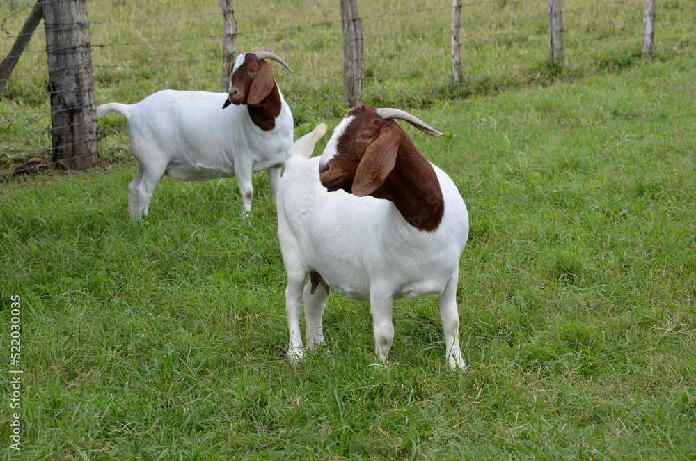 Beautiful female Boer Goats on the farm Beautiful female Boer Goats on the farm
