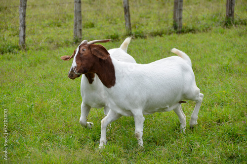 Boer goats vying and fighting for territory on the farm