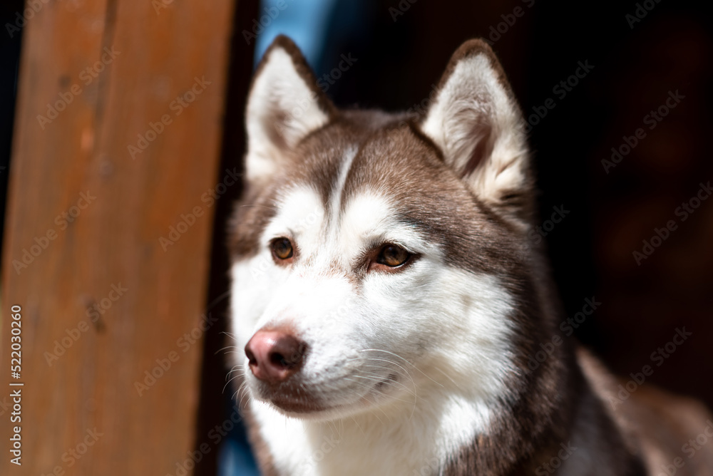 Portrait of a husky, black and white color in the sun.