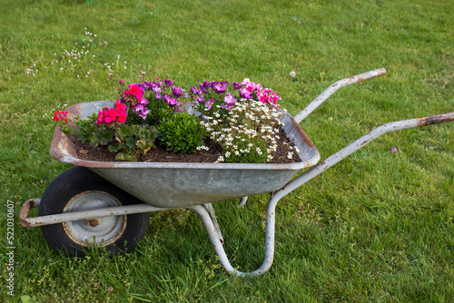 Foto wheelbarrow with flowers
