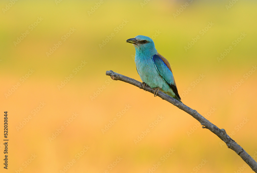 Obraz premium European roller - coracias garrulus colorful exotic bird