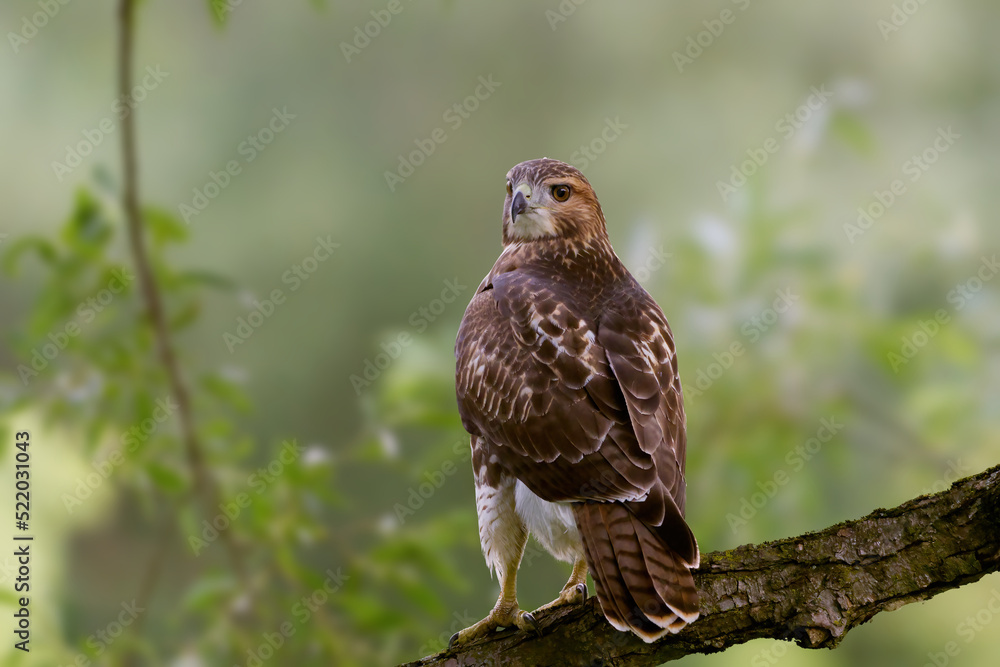 Red-Tailed Hawk perched on a branch in a forest Red-Tailed Hawk perched on a branch in a forest