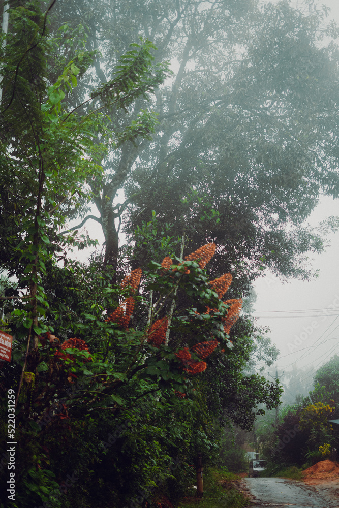 Fototapeta premium fog dense forest