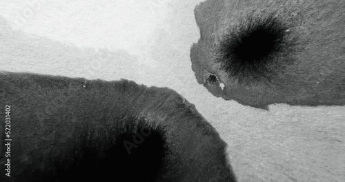 Black ink stain. Liquid spill. Ripped edge texture overlay. Paint splatter blob on white rough paper abstract background with defocused motion blur.