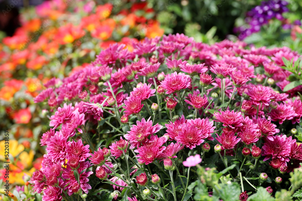 Purple chrysanthemums and orange petunia flowers in a garden. Landscape design, floral background Purple chrysanthemums and orange petunia flowers in a garden. Landscape design, floral background