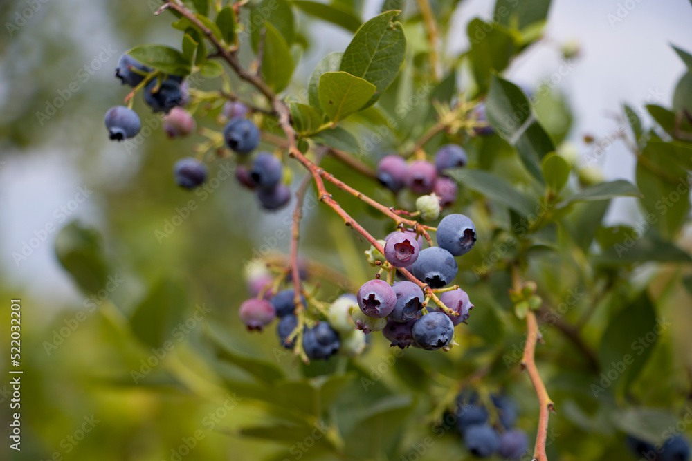 Blueberry. Ripening blueberries. Clusters of blueberries ripen on the bush. Blueberry. Ripening blueberries. Clusters of blueberries ripen on the bush.