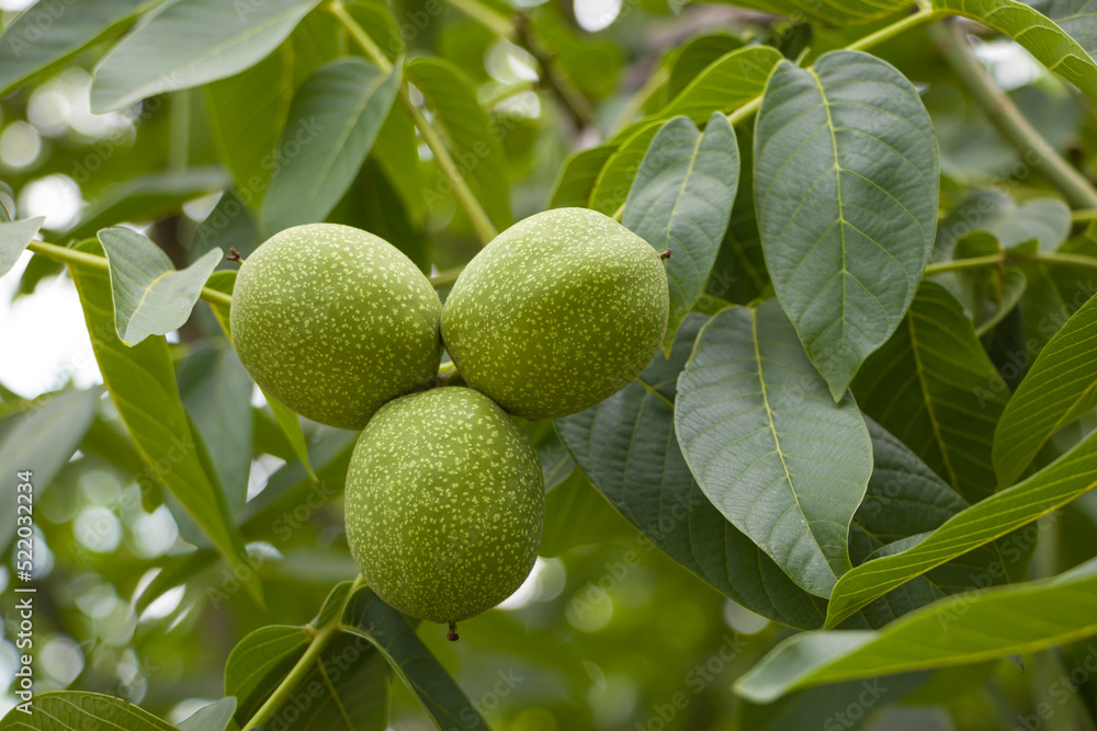 Fototapeta premium Three green walnuts. Walnut. Green fruits of a walnut. Ripening walnut fruit. Harvesting.