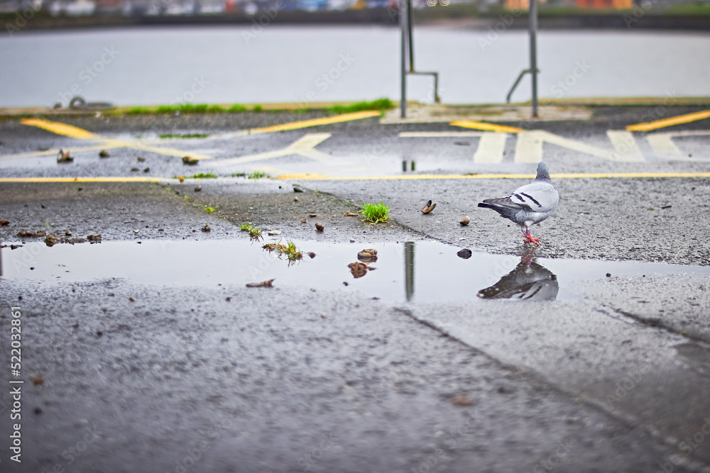 Pigeon stood in a puddle at Stranraer Marina Scotland