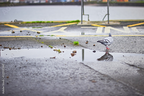 Pigeon stood in a puddle at Stranraer Marina Scotland
