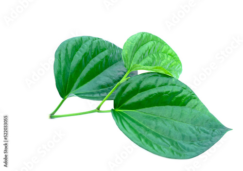 Betel leaves  greenery herbal plant isolated on white background. Concept   Herbal plants with medicinal properties. Chew leaves for good breath as gum. Used in rituals of the local cultural belief.