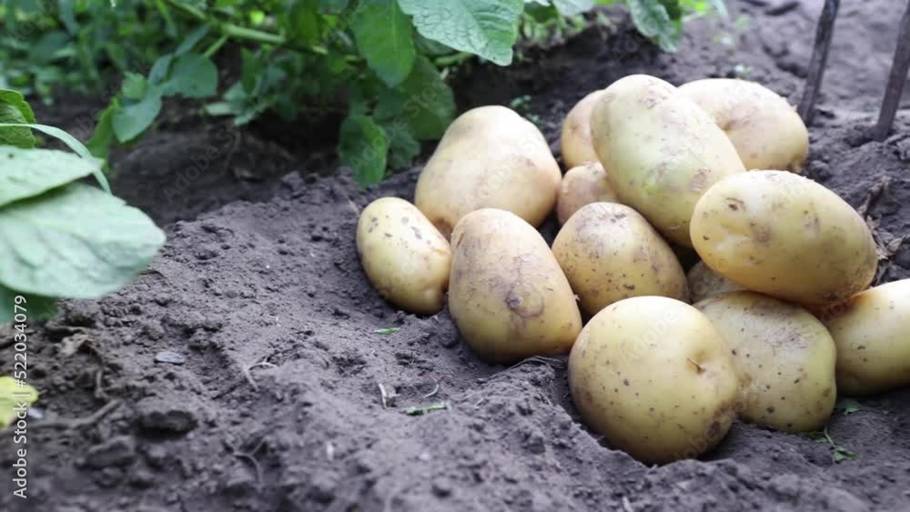 potatoes on the ground potatoes on the ground
