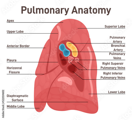 Lungs anatomy. Respiratory system main organ structure. Anatomy of human