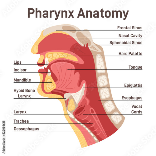 Upper respiratory tract anatomy. Pharynx cross section diagram