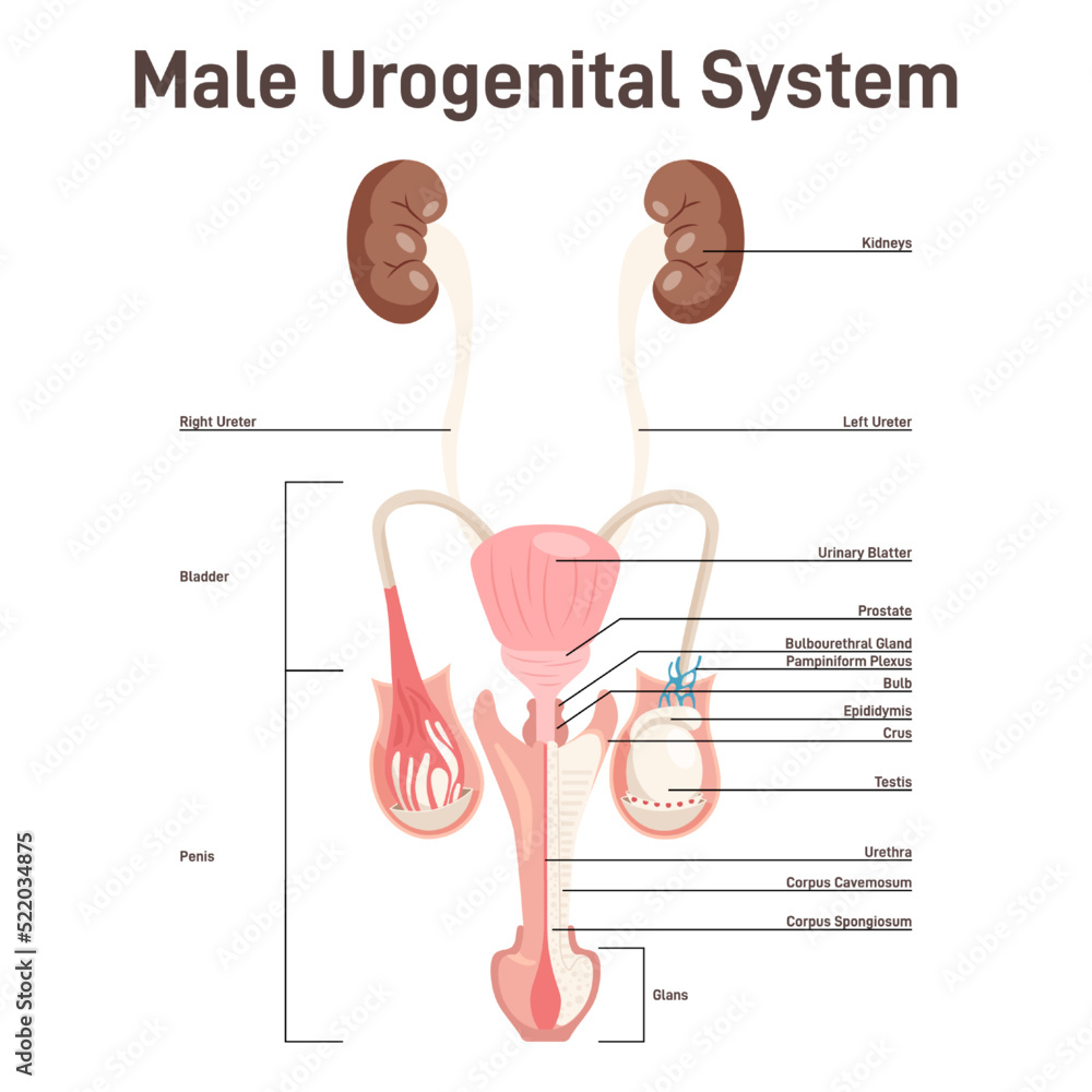 Male urogenital anatomy. Kidneys, bladder, penis and testiculars. Male urogenital anatomy. Kidneys, bladder, penis and testiculars.