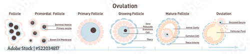 Female ovulation stages. Ovum maturing, follicle developing.