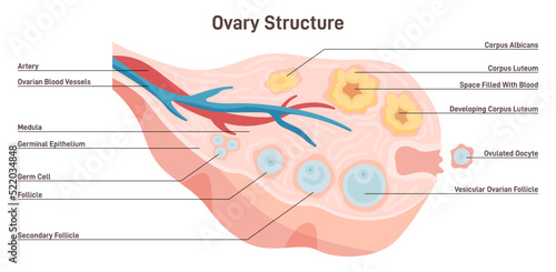 Female reproductive system. Anatomy of ovary and follicle. Ovum maturing