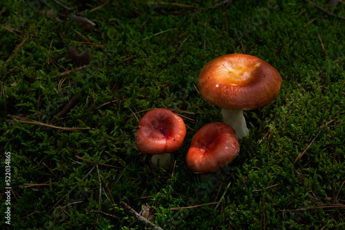 The Sickener Russula emetica fungi. Shrimp mushroom in the forest