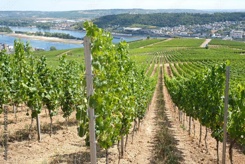 View over the vineyards in the beautiful town of Rüdesheim am Rhein, Germany