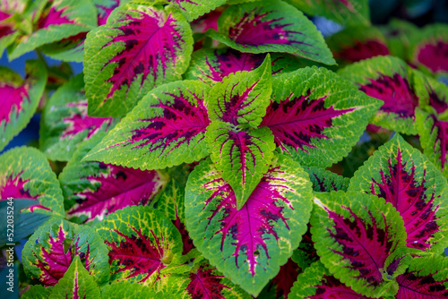 Selective focus of colourful leaves of Coleus scutellarioides in the garden  Coleus is a former genus of flowering plants in the family Lamiaceae  Nature greenery background.