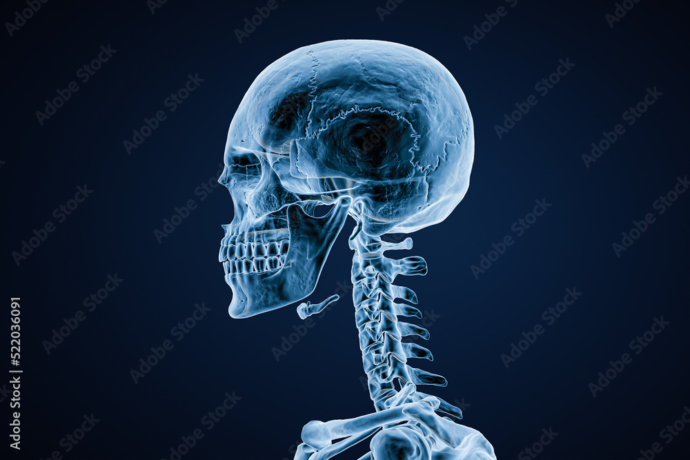 Xray image of lateral or profile view of skull of adult male on blue background 3D rendering illustration. Anatomy, medicine, medical, science, osteology concept. Xray image of lateral or profile view of skull of adult male on blue background 3D rendering illustration. Anatomy, medicine, medical, science, osteology concept.