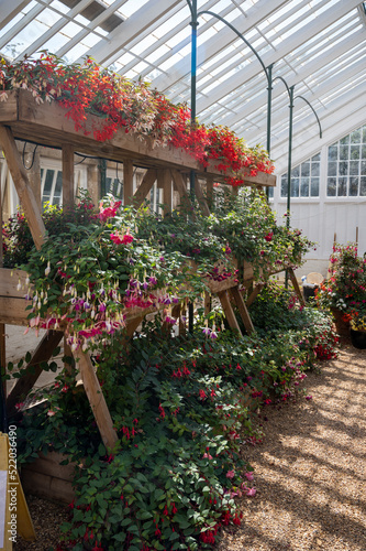 Leicester, U.K., 05.08.2022. Ashby Castle Greenhouse with flowers. Purple pink Fuchsia flowers growing on shelves, summer floral garden photo