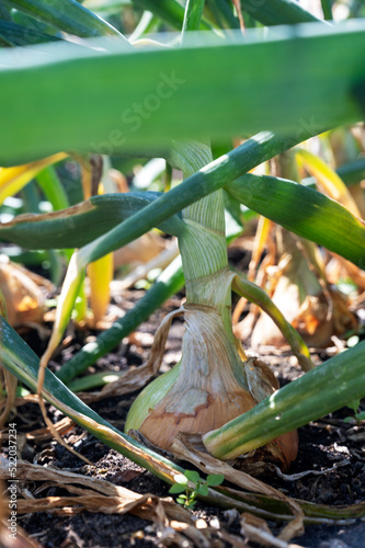 Valokuva Large Onion 'Ailsa Craig' growing in garden allotment