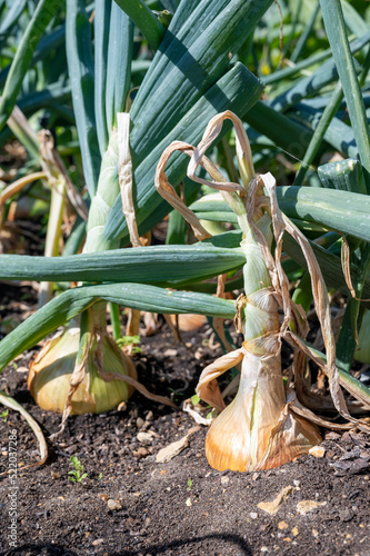 Photo Large Onion 'Ailsa Craig' growing in garden allotment