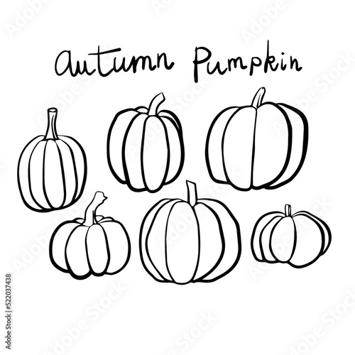 pumpkins free hand vector autumn symbol veggies drawing set black ink simple calligraphy line
