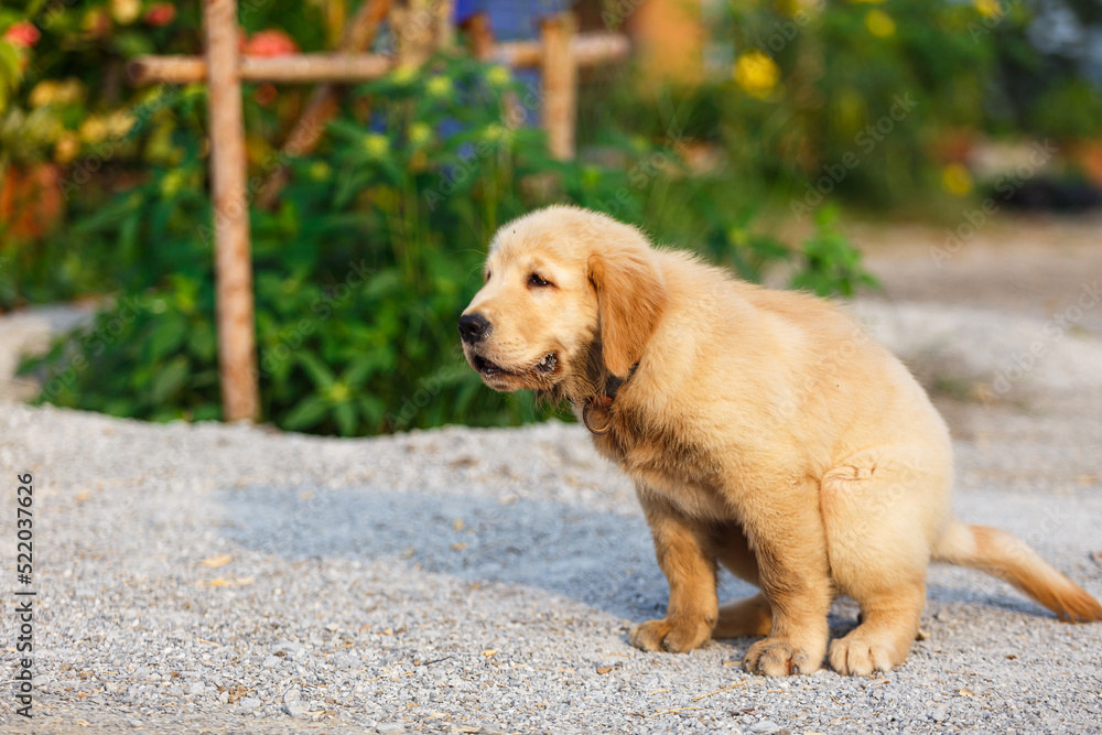 The Puppy Golden retriever shit. The Puppy Golden retriever shit.