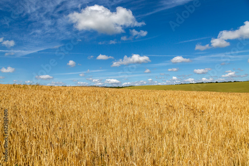 A rural Sussex landscape with a field of golden cereal crops  on a sunny day in summer