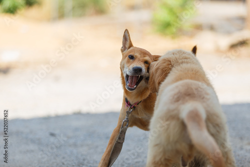 Two dogs are playing and fighting on ground floor. Fototapet