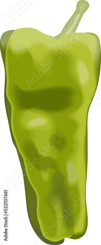 Cubanelle pepper, capsicum annuum cubanelle, cuban pepper, Italian Frying Pepper . Fresh organic and healthy, vegetarian vegetables. Vector illustration isolated on white background.