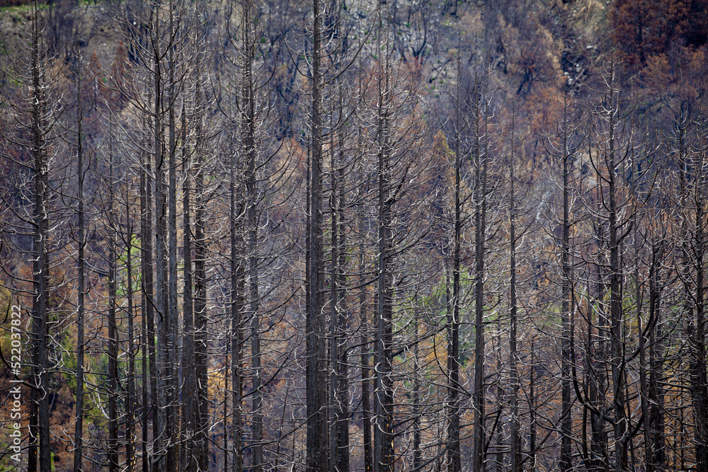 Fototapeta premium Bosque de lengas (Nothofagus pumilio) después de un incendio.